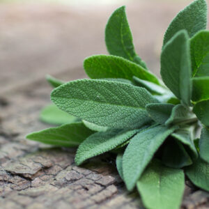 Salvia en manojo - 1 Manojo