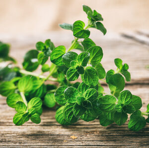 Orégano - 1 Manojo/ Bandeja