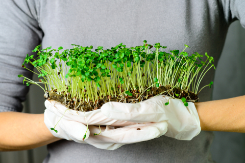 Brotes de Cilantro - 50gr