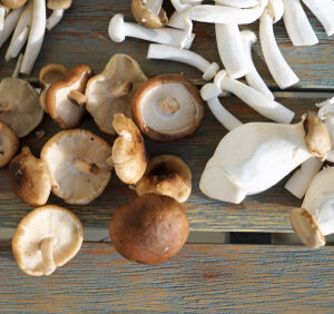 Mix Setas exótico - 1 Bandeja