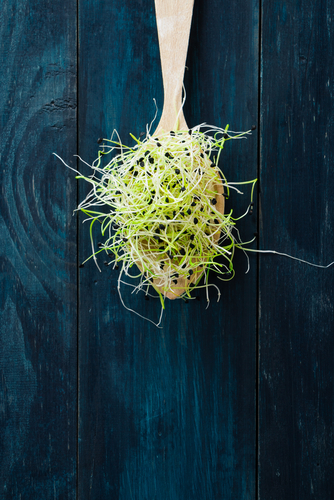 Germinando de Puerro - 80gr