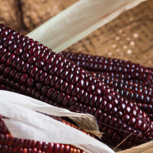 Maíz "Choclo" morado -